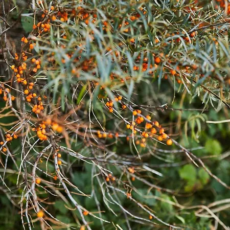 Appartement Pod Sosnami *