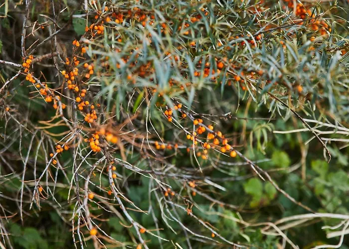 Apartment Pod Sosnami *